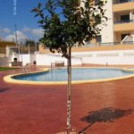 EDIFICIO CARRER DEL MAR - PLAYA DEL CAMPELLO - ALICANTE